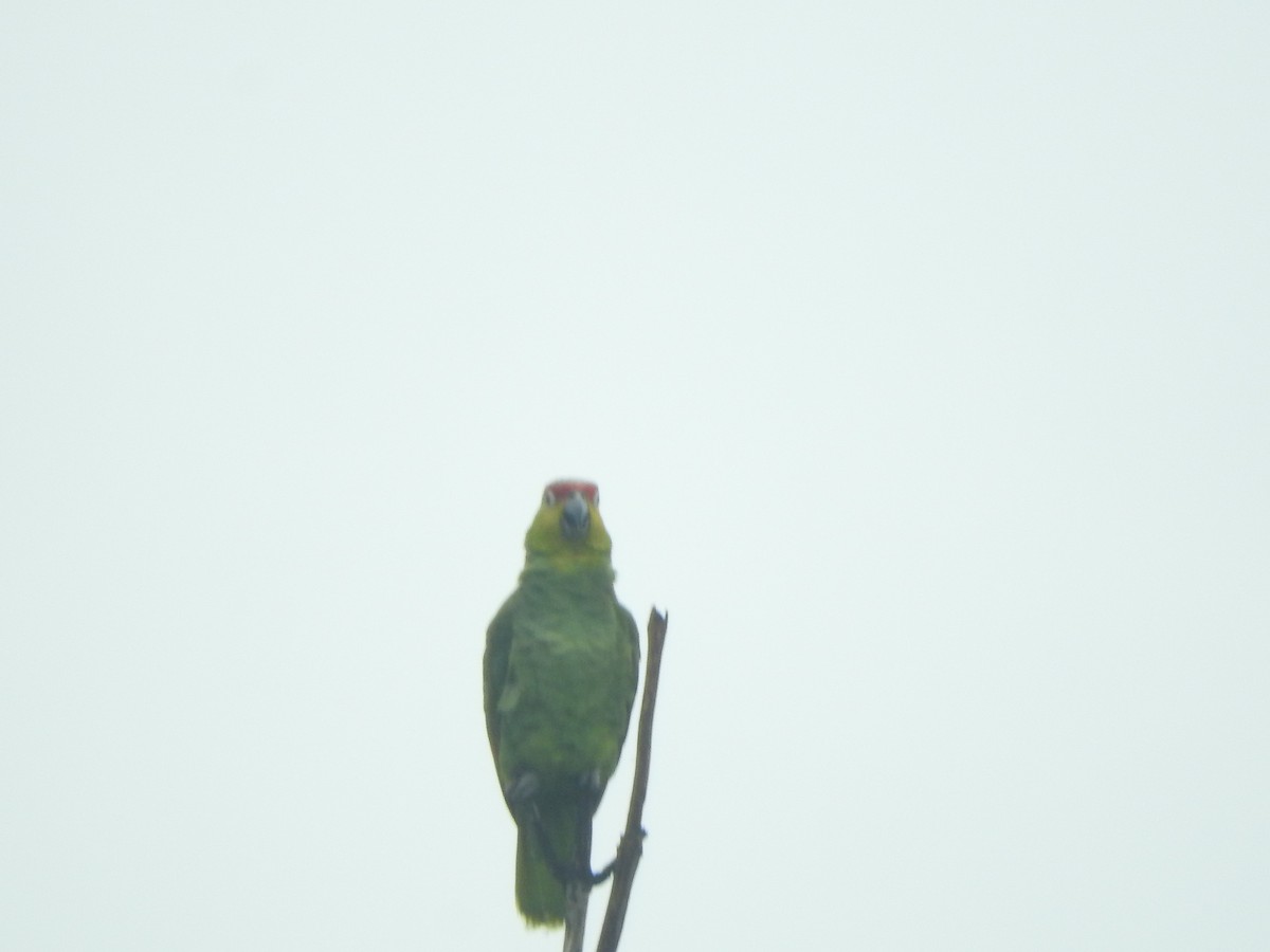 Red-lored Parrot - ML615731306