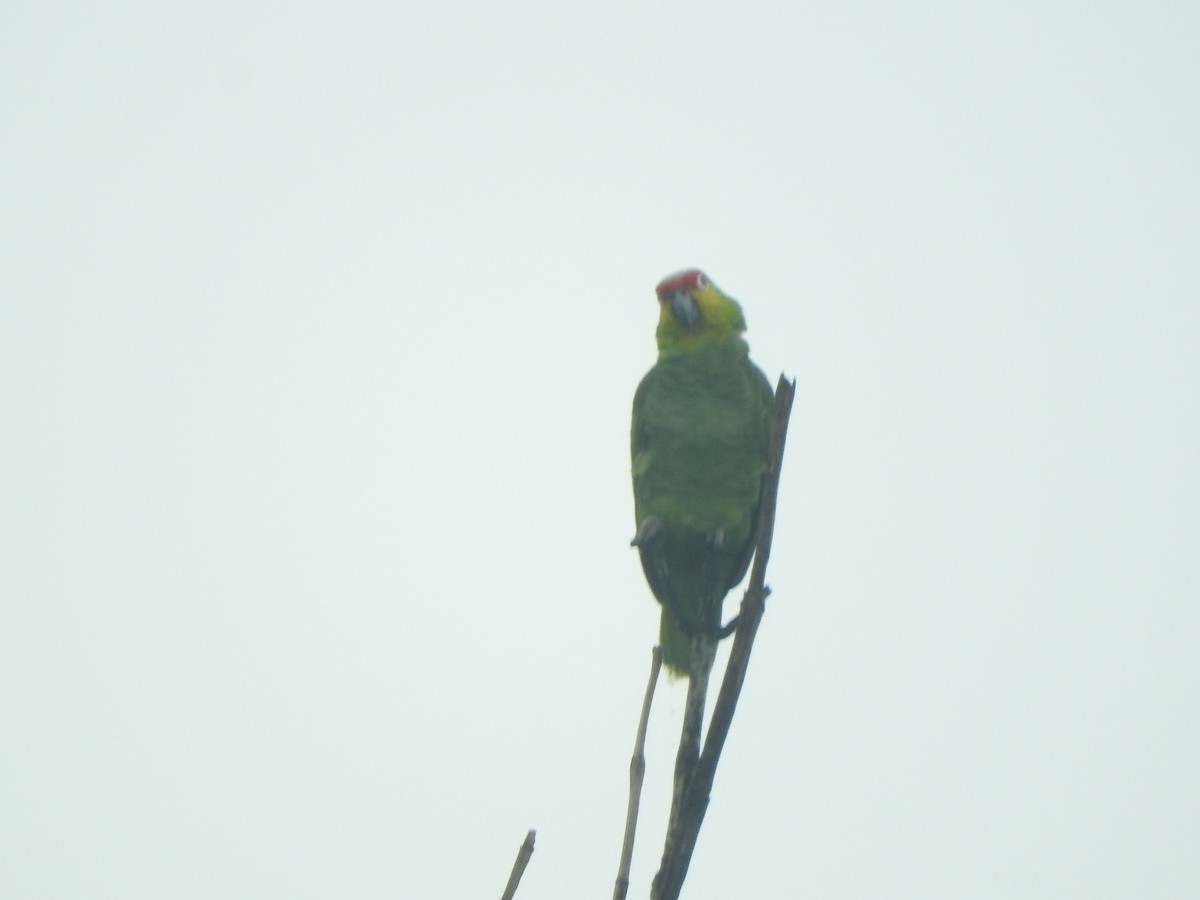 Red-lored Parrot - ML615731307