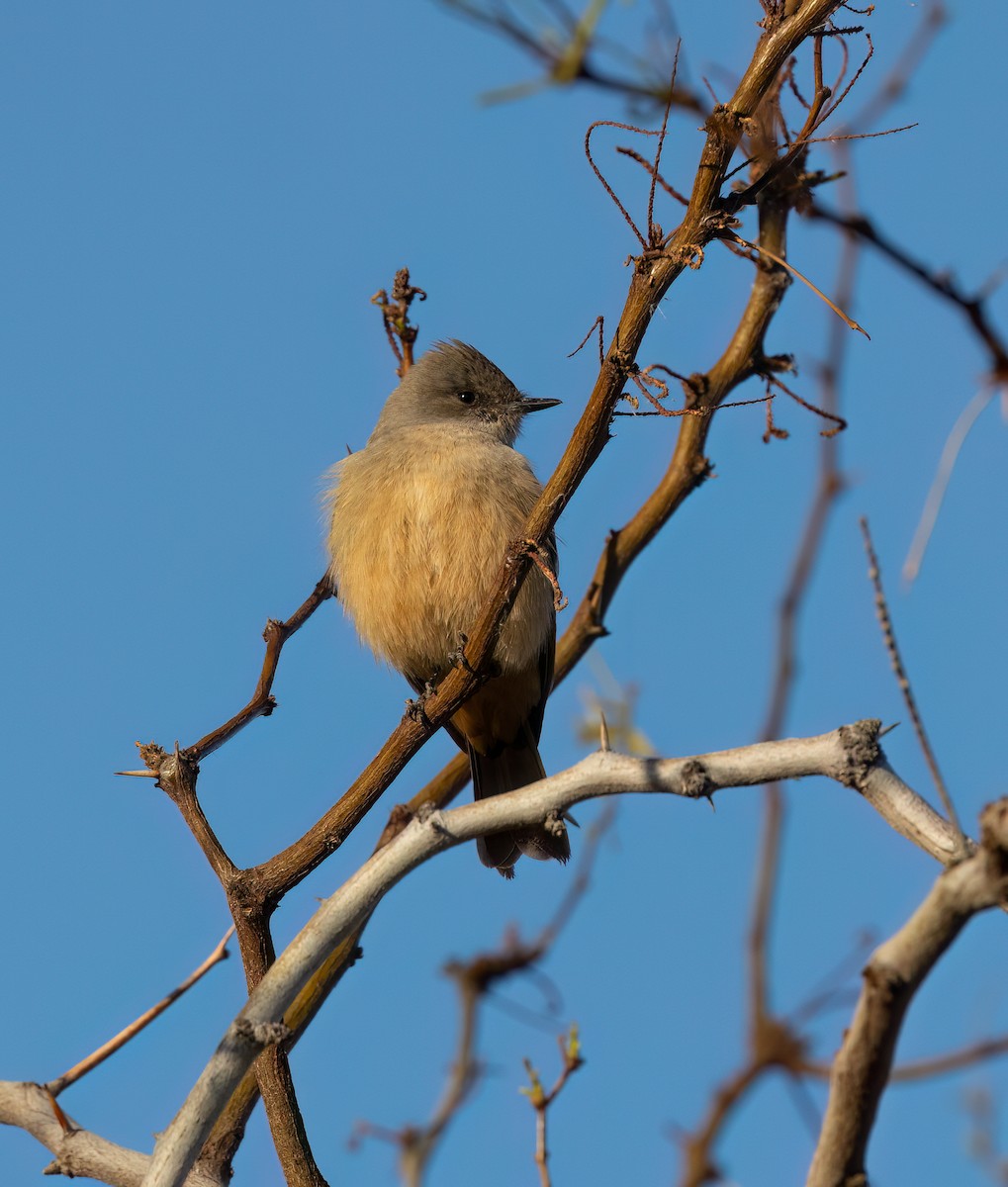 Say's Phoebe - ML615731346