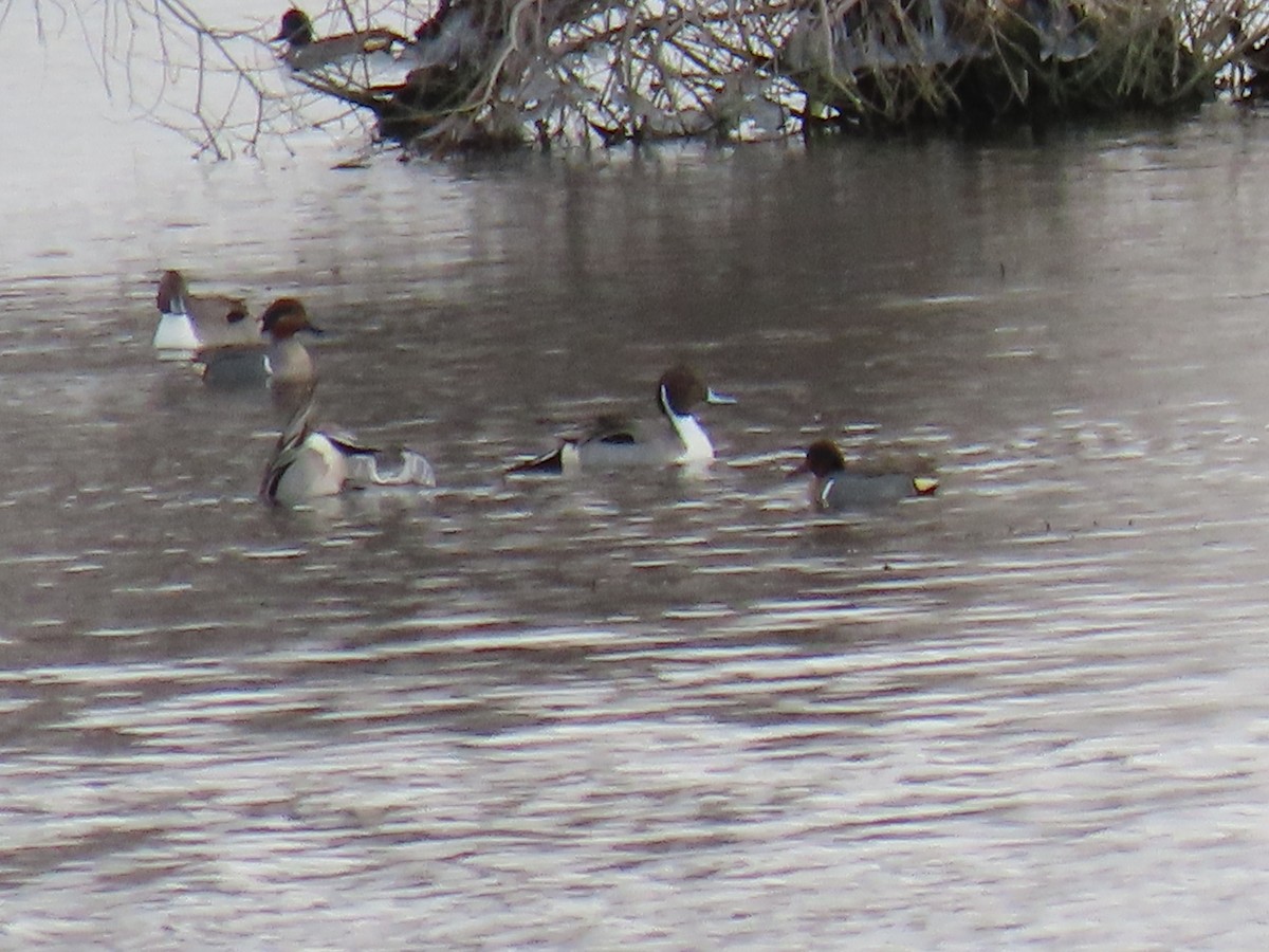 Northern Pintail - Charles Seniawski