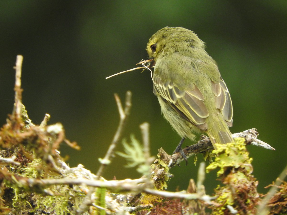 Golden-faced Tyrannulet - Agustin Carrasco