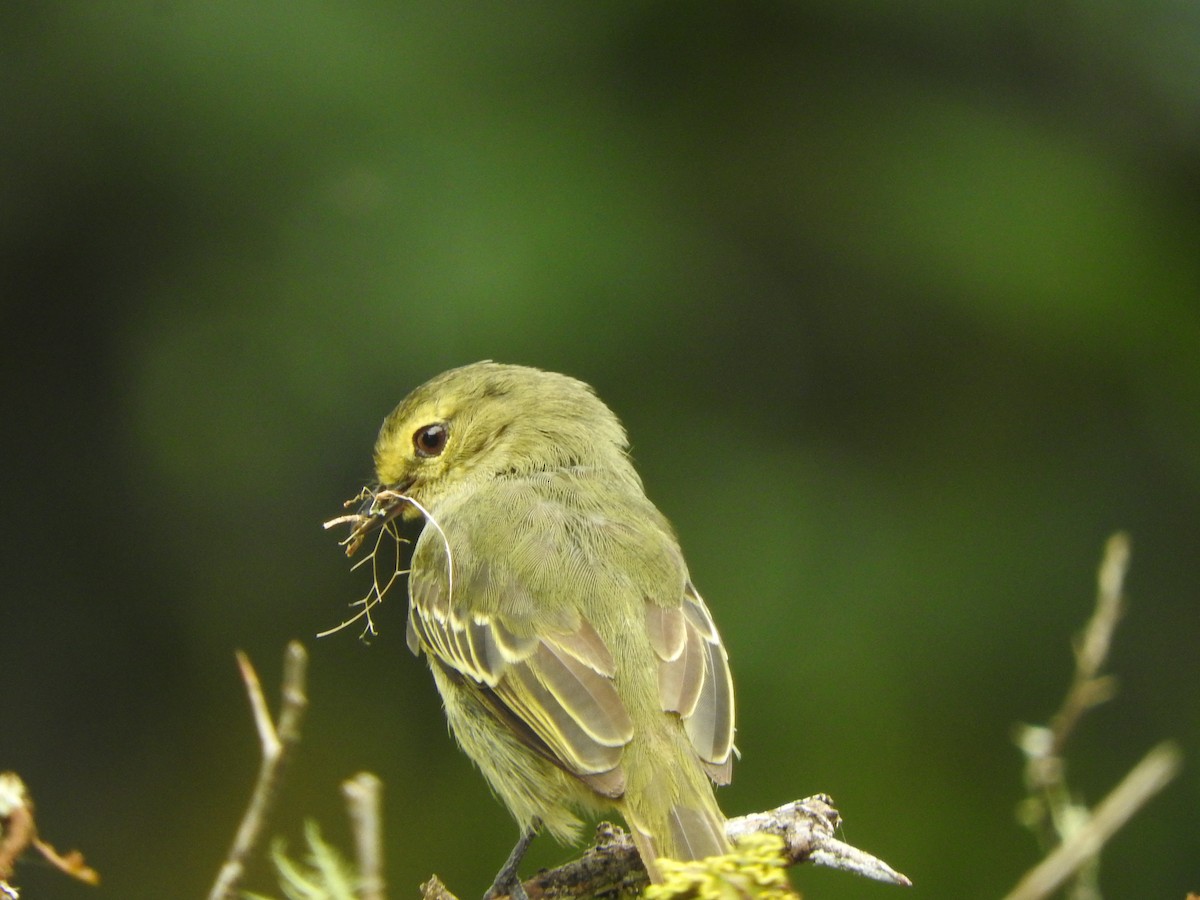 Golden-faced Tyrannulet - Agustin Carrasco