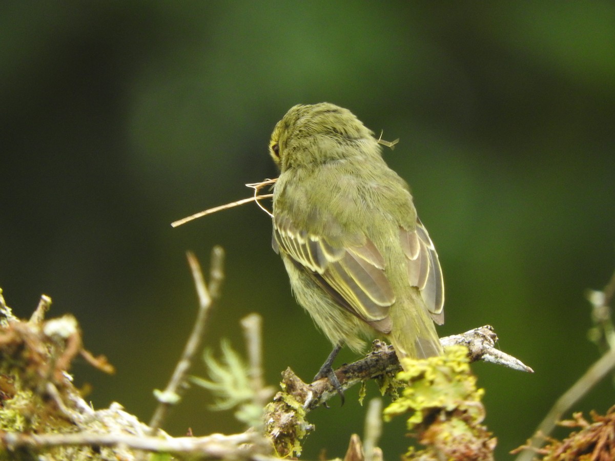 Golden-faced Tyrannulet - ML615731389