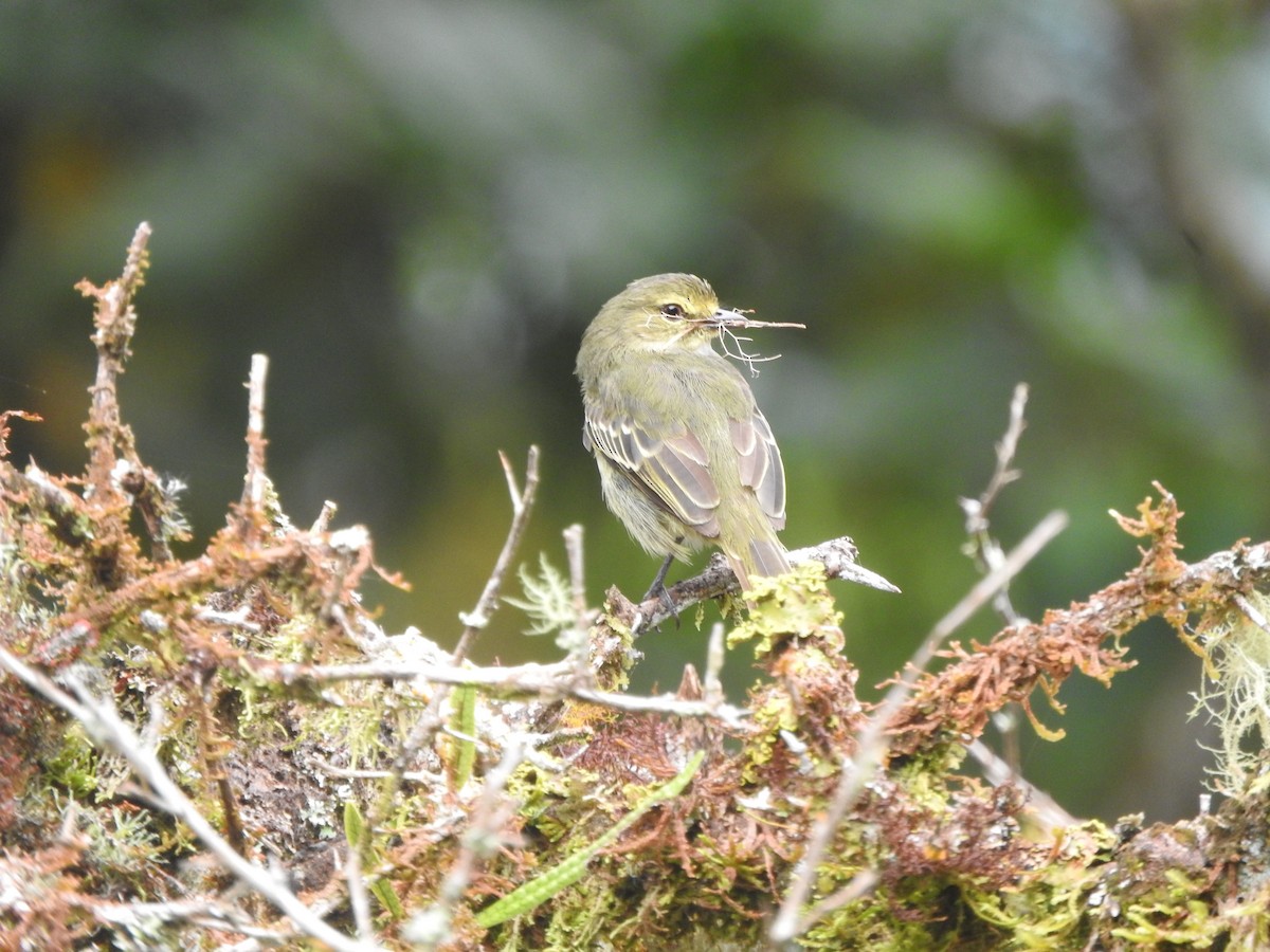 Golden-faced Tyrannulet - ML615731390