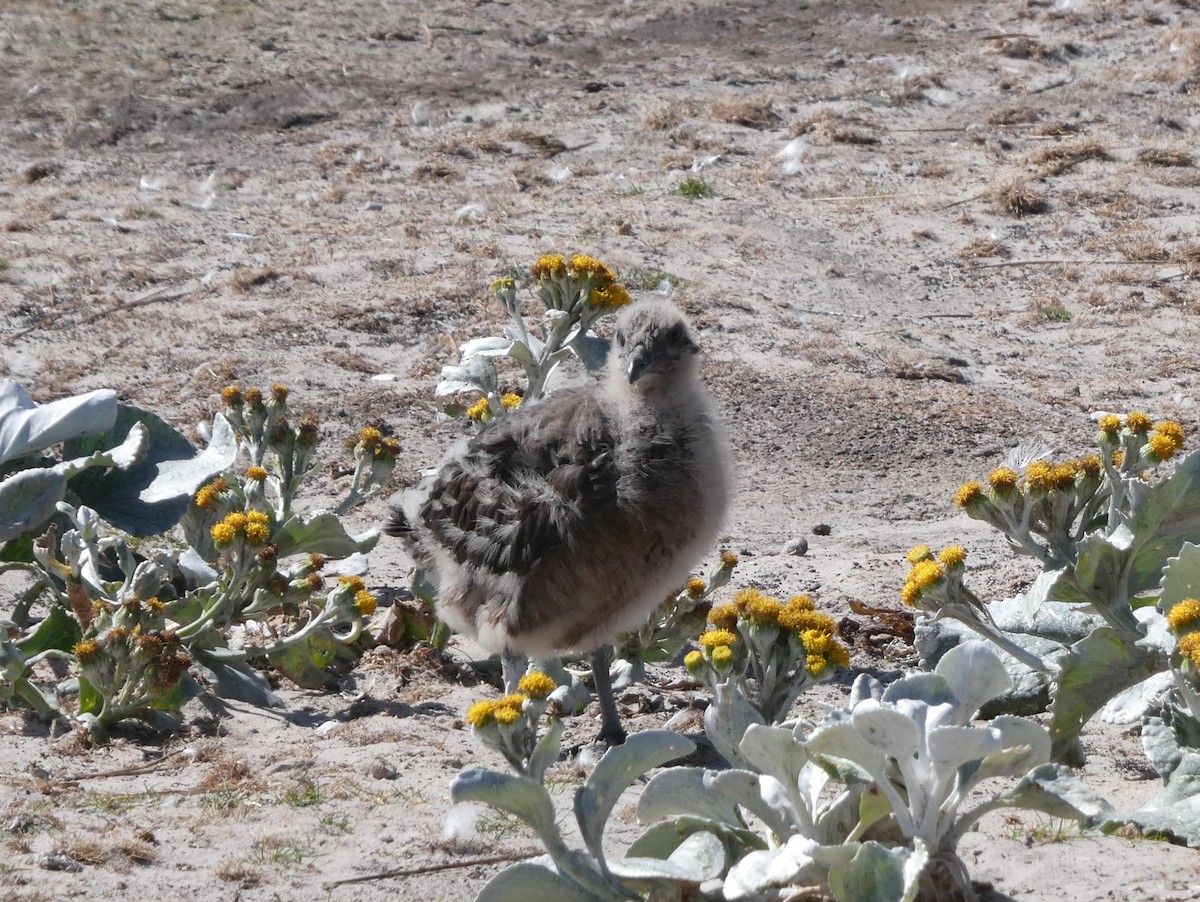 Brown Skua (Falkland) - ML615731406