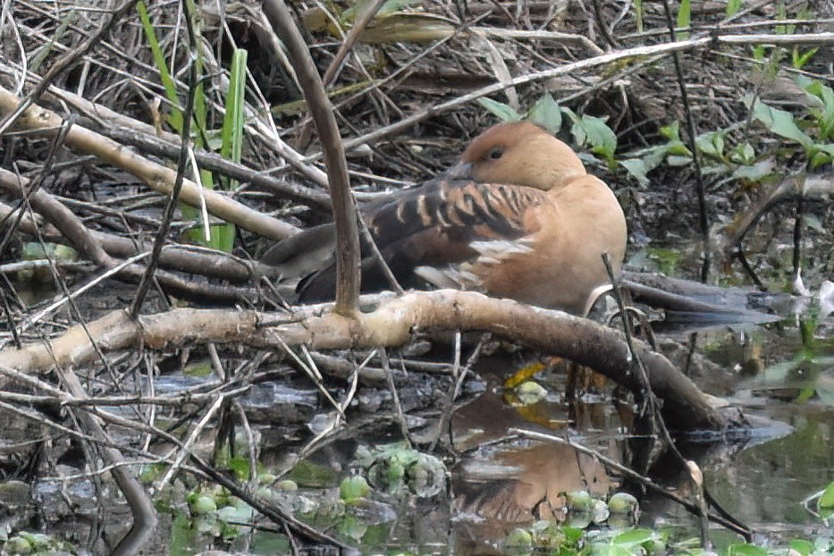 Fulvous Whistling-Duck - ML615731408