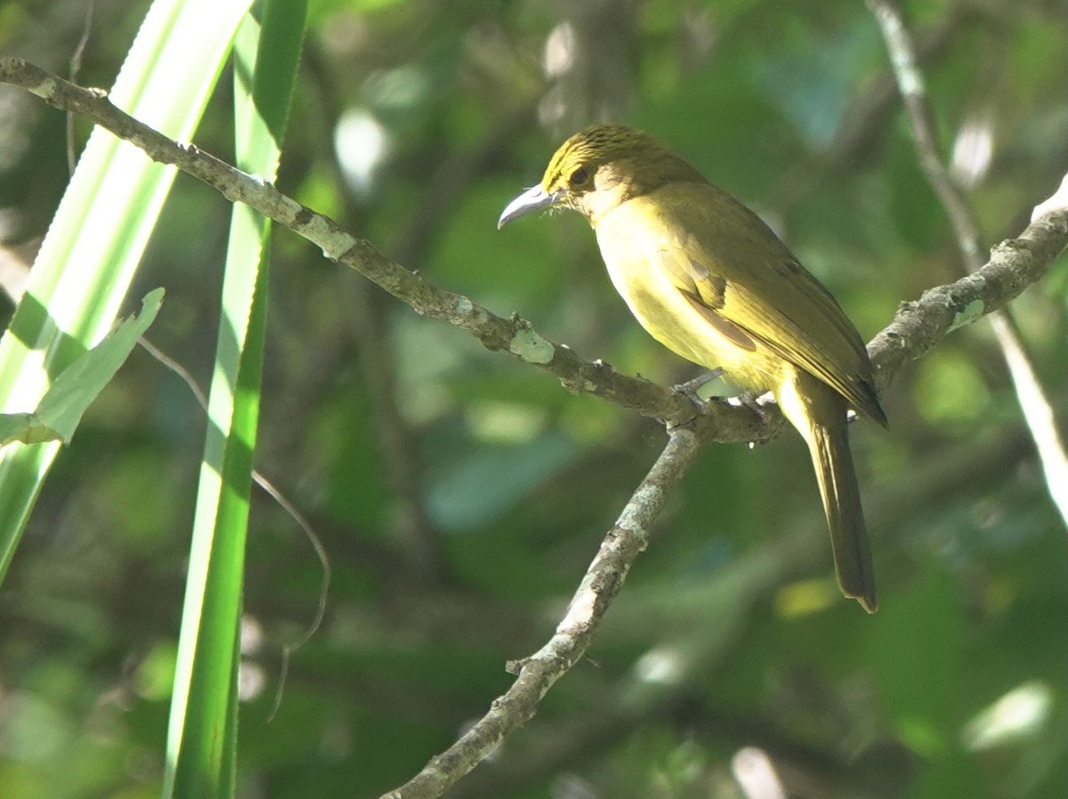 Yellowish Bulbul - ML615731409