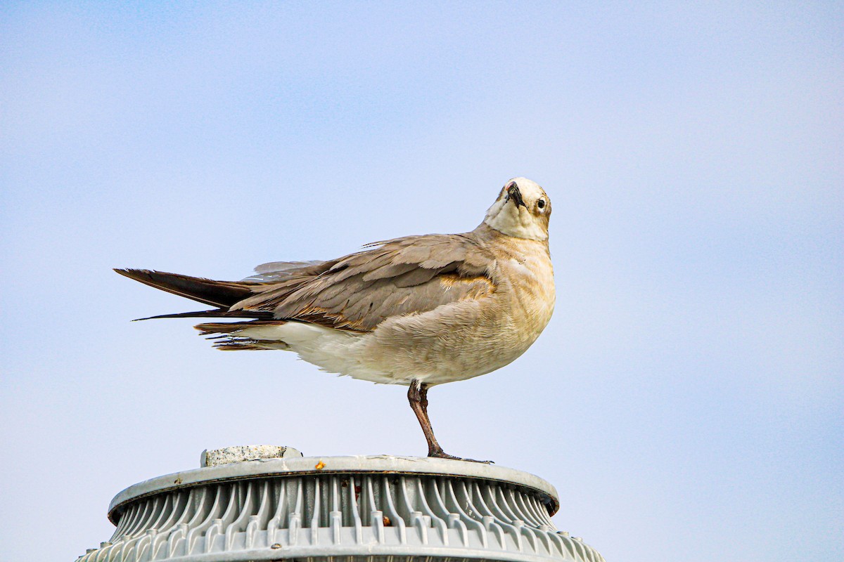 Laughing Gull - ML615731440