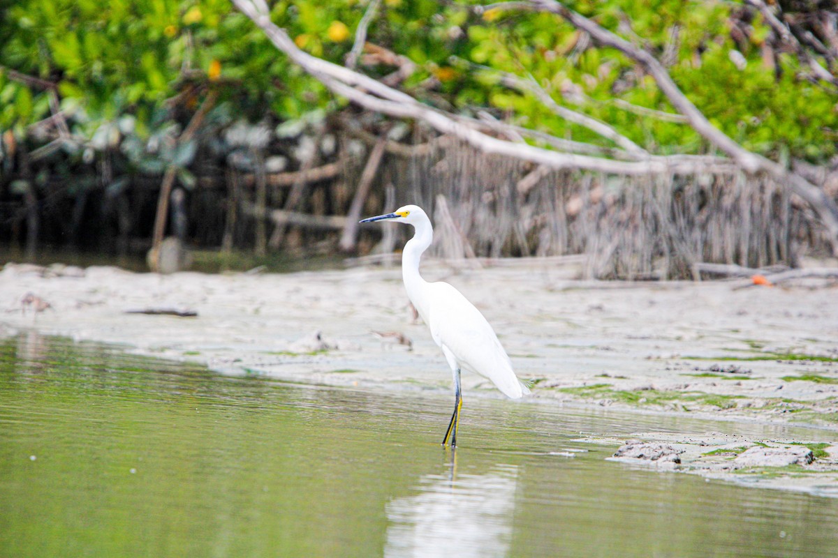 Snowy Egret - ML615731472