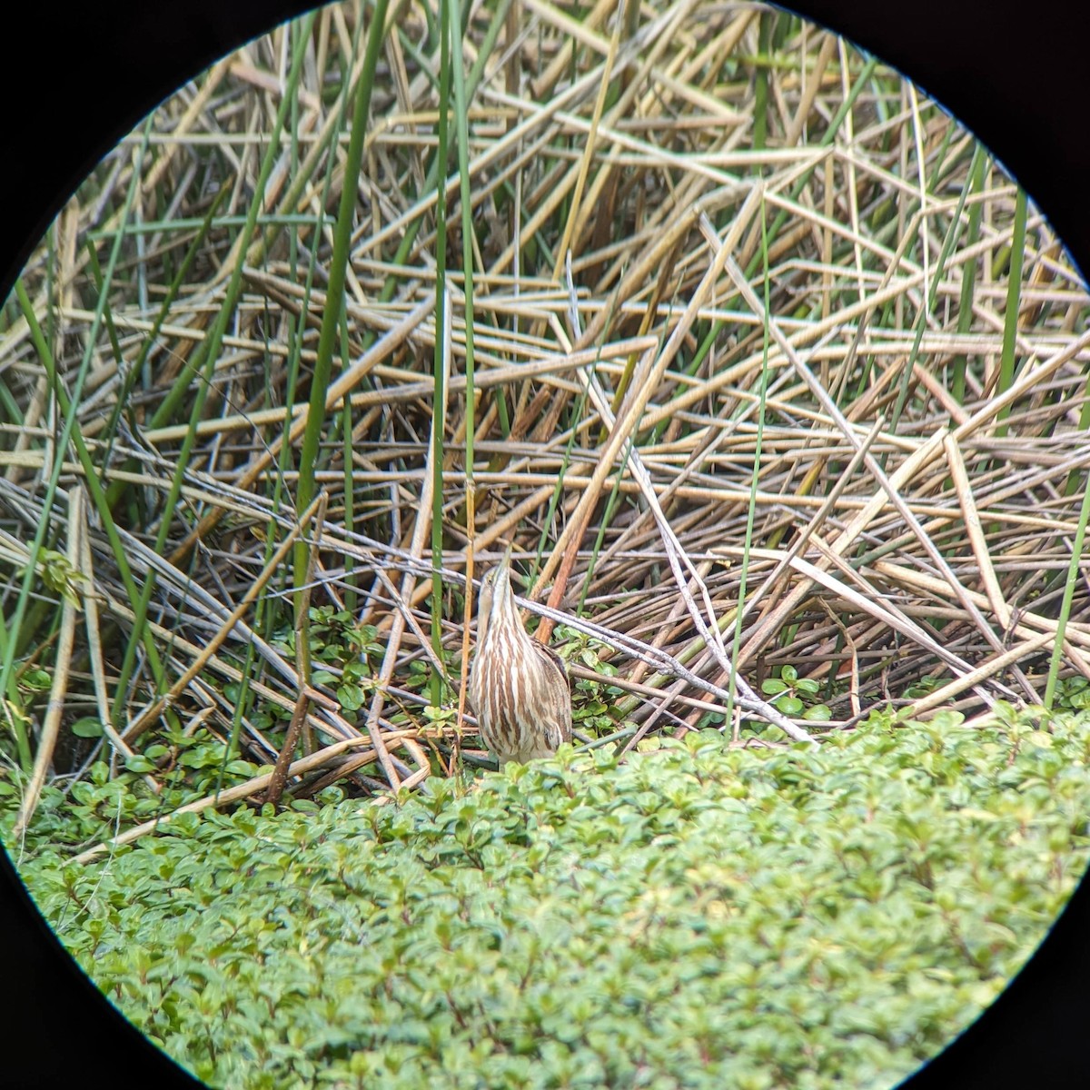American Bittern - ML615731492