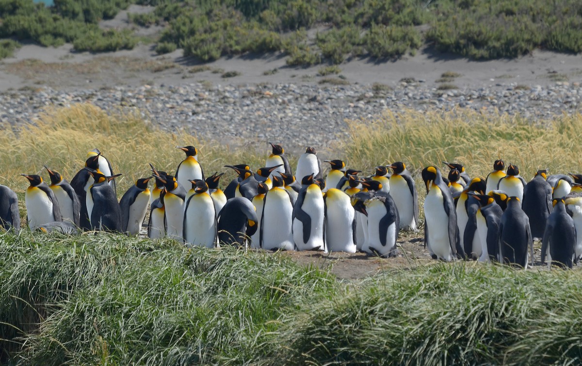 King Penguin - Pablo Gutiérrez Maier