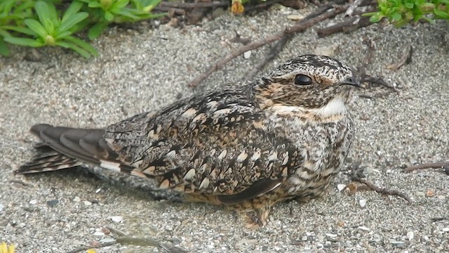 Scrub Nightjar - ML615731548