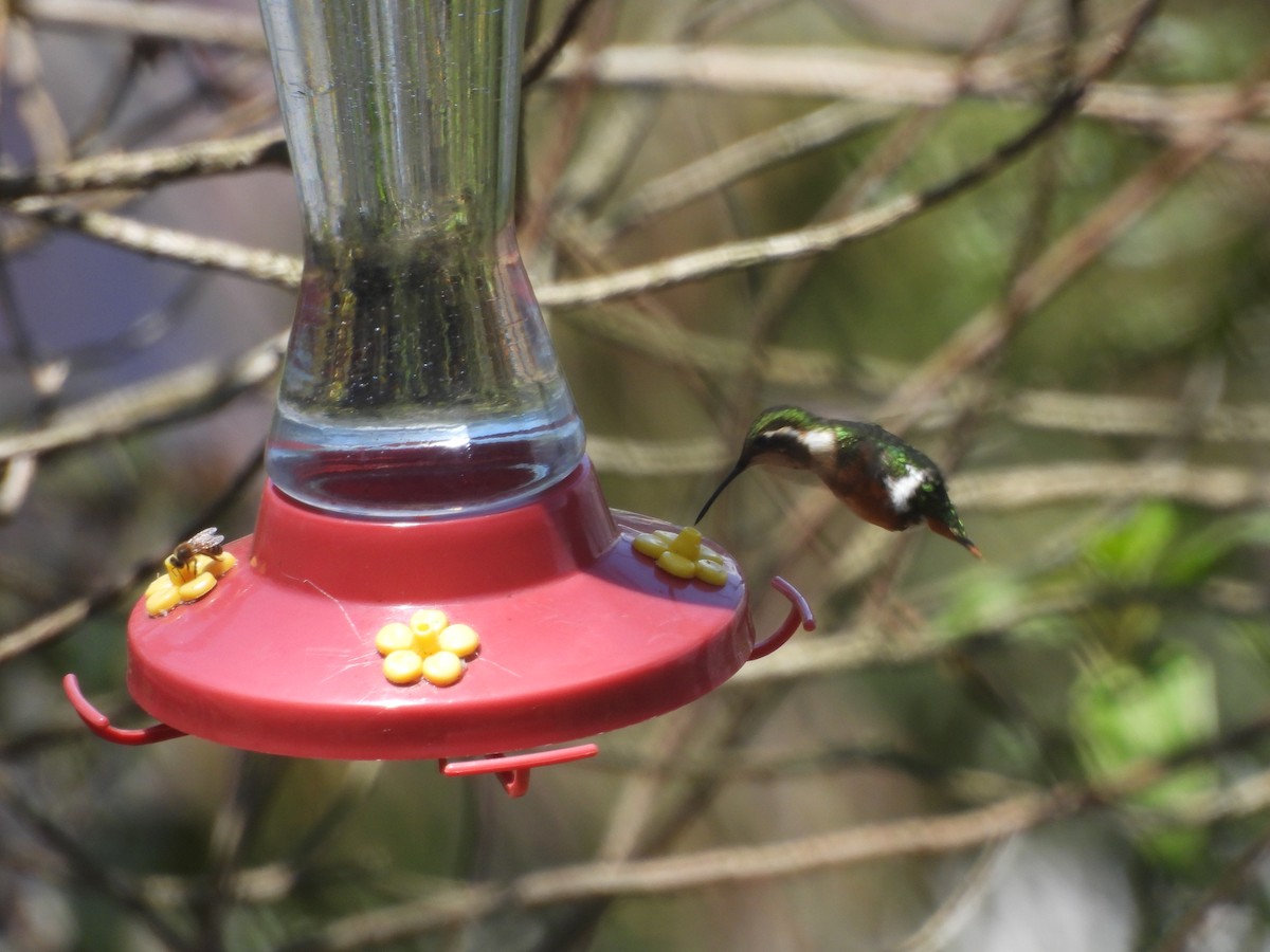 Colibrí de Mulsant - ML615731569