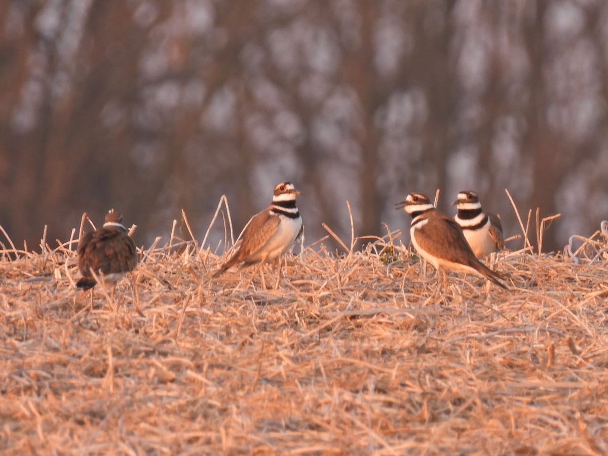 Killdeer - ML615731578