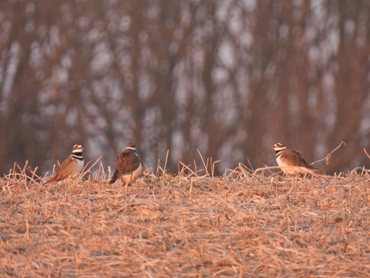 Killdeer - ML615731579