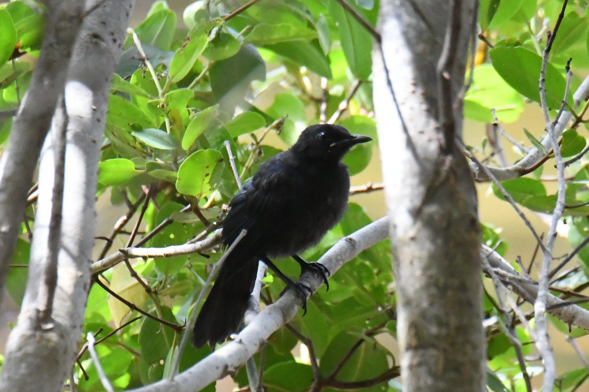 Black Catbird - ML615731609