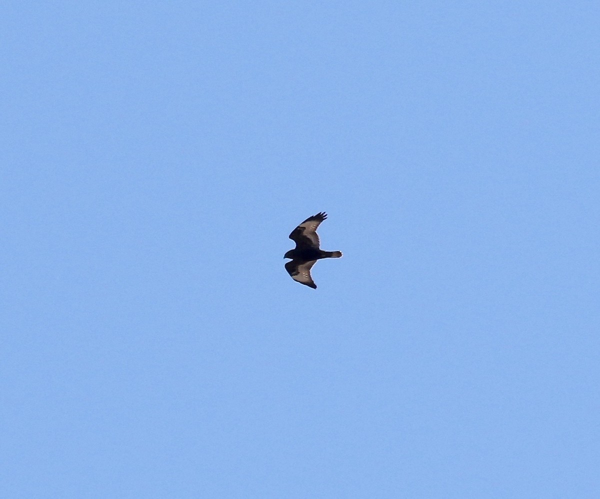 Rough-legged Hawk - ML615731614