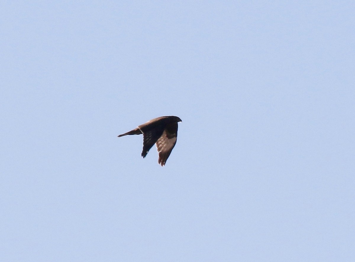 Rough-legged Hawk - ML615731615