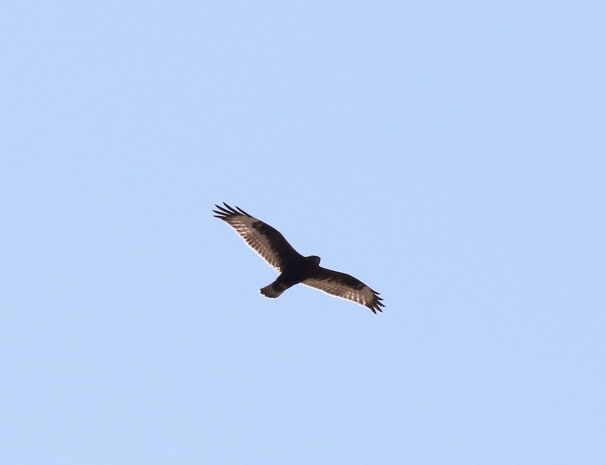 Rough-legged Hawk - ML615731616