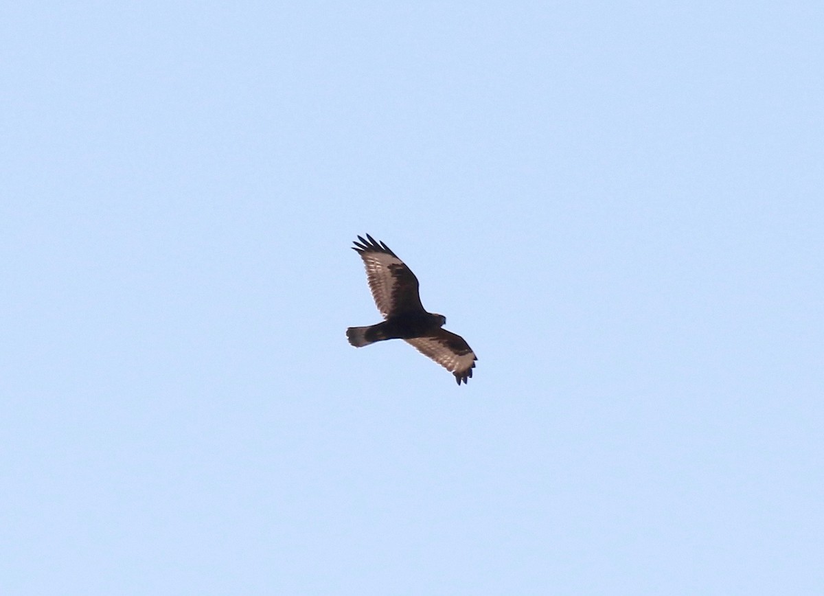 Rough-legged Hawk - ML615731617