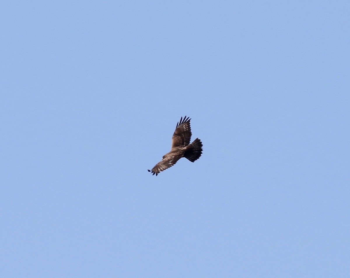 Rough-legged Hawk - ML615731618