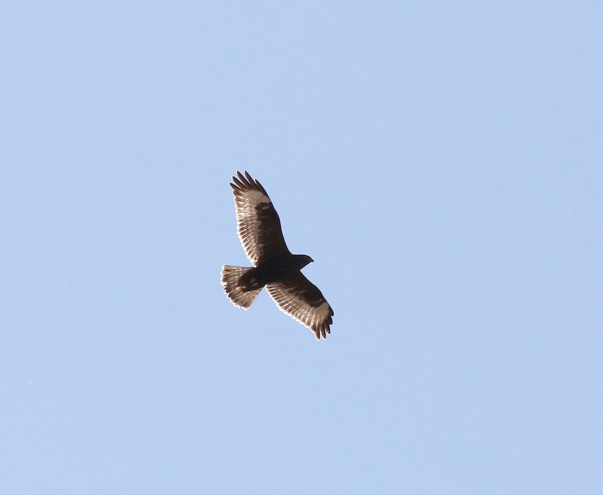 Rough-legged Hawk - ML615731627