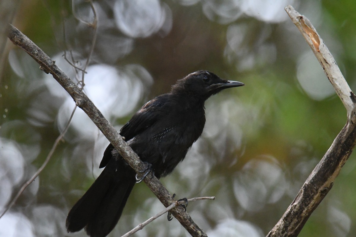 Black Catbird - ML615731647