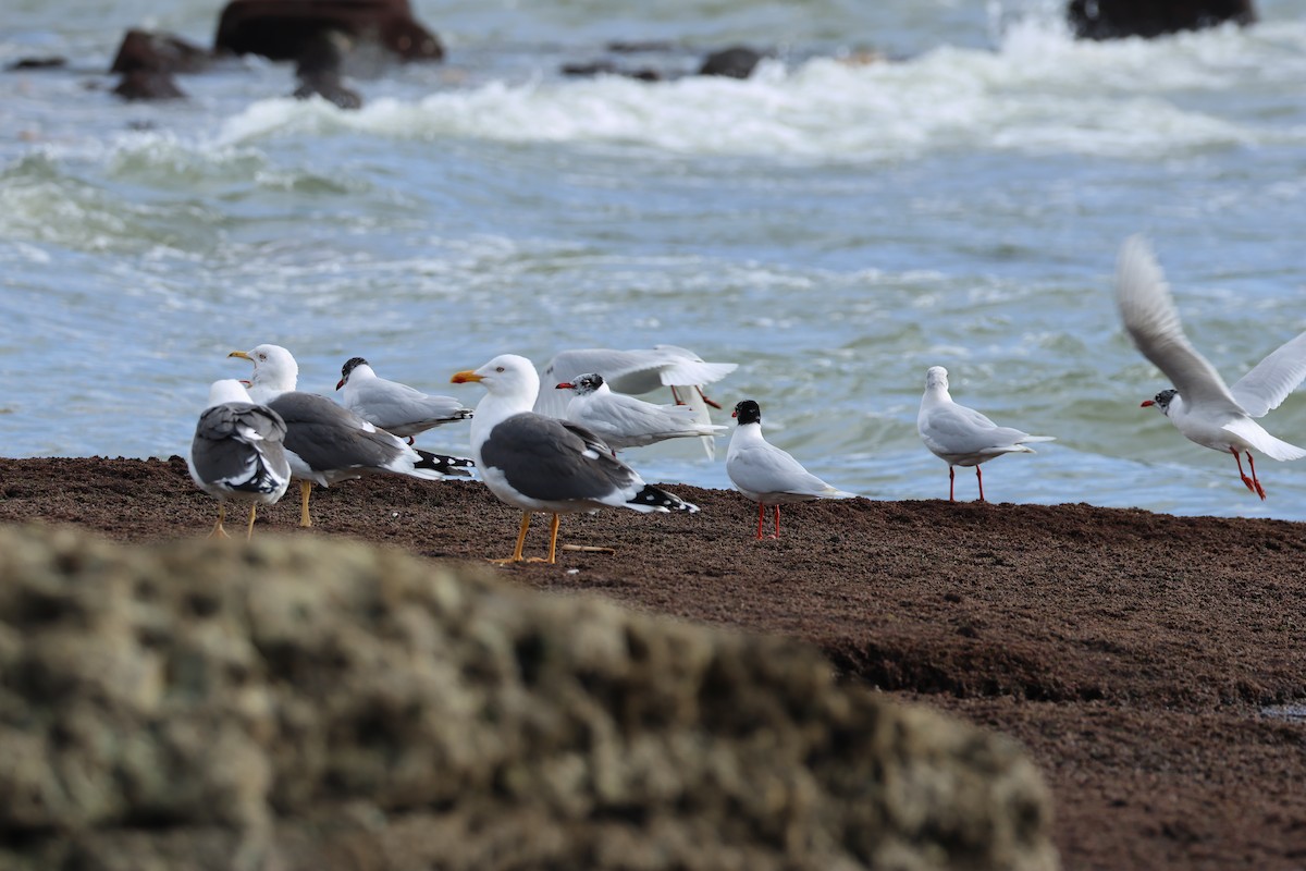 Yellow-legged/Lesser Black-backed Gull - ML615731658