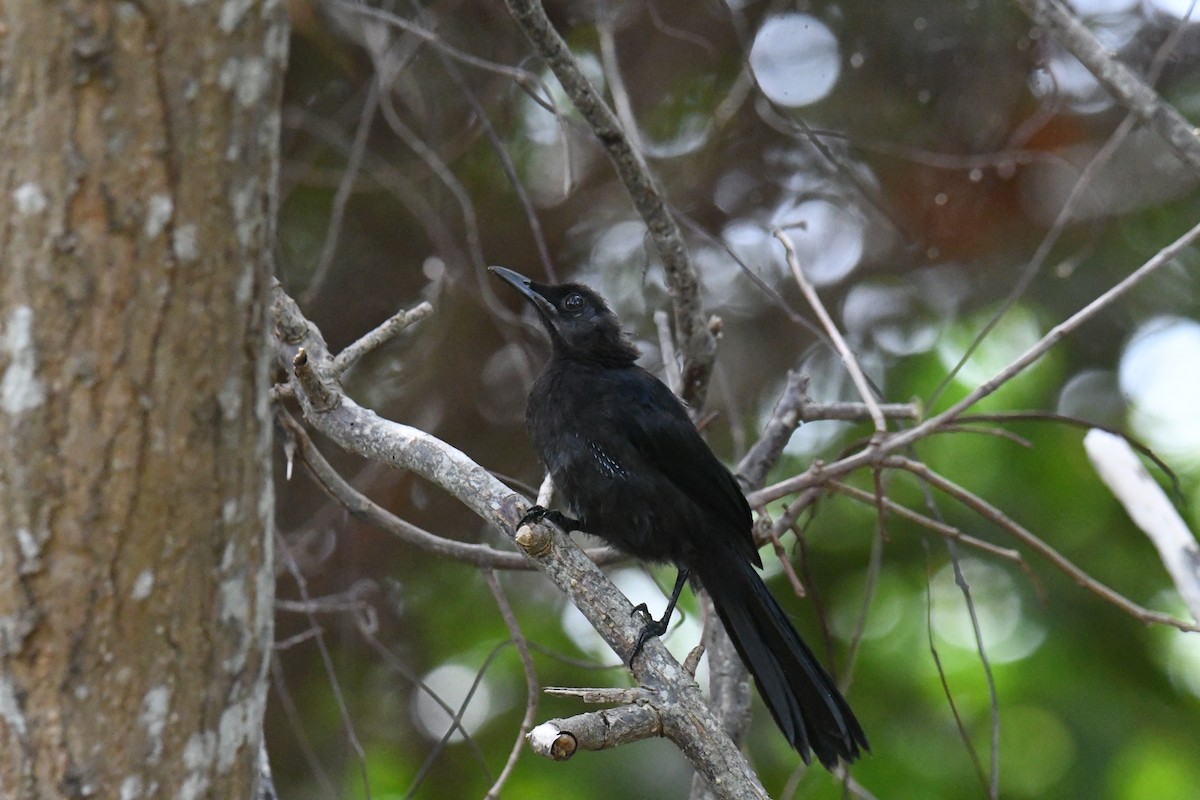 Black Catbird - ML615731684