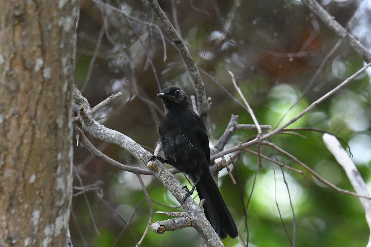 Black Catbird - ML615731692