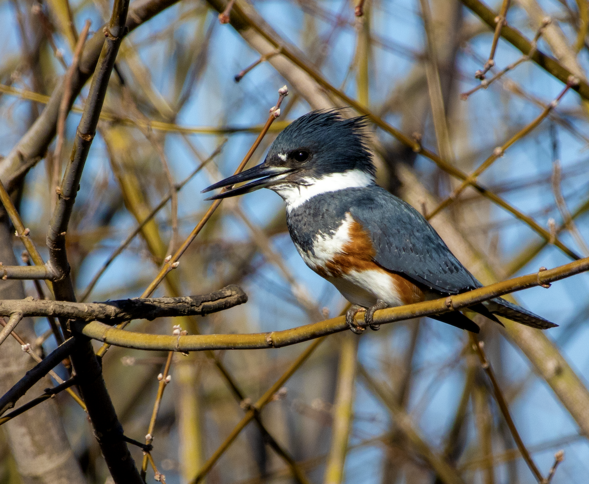 Belted Kingfisher - ML615731726