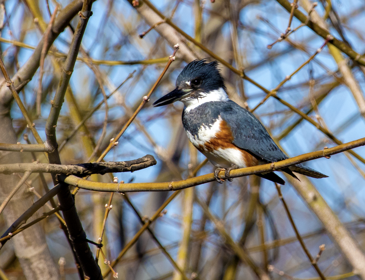 Belted Kingfisher - ML615731727