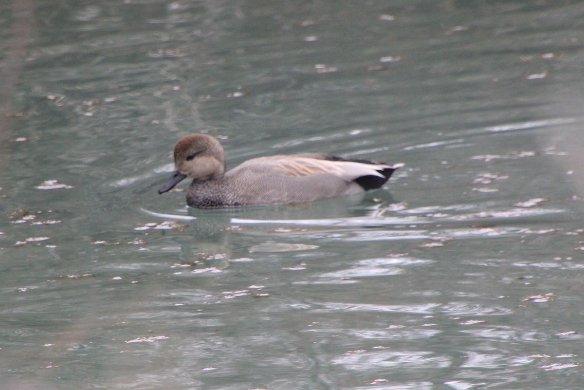 Gadwall - ML615731944