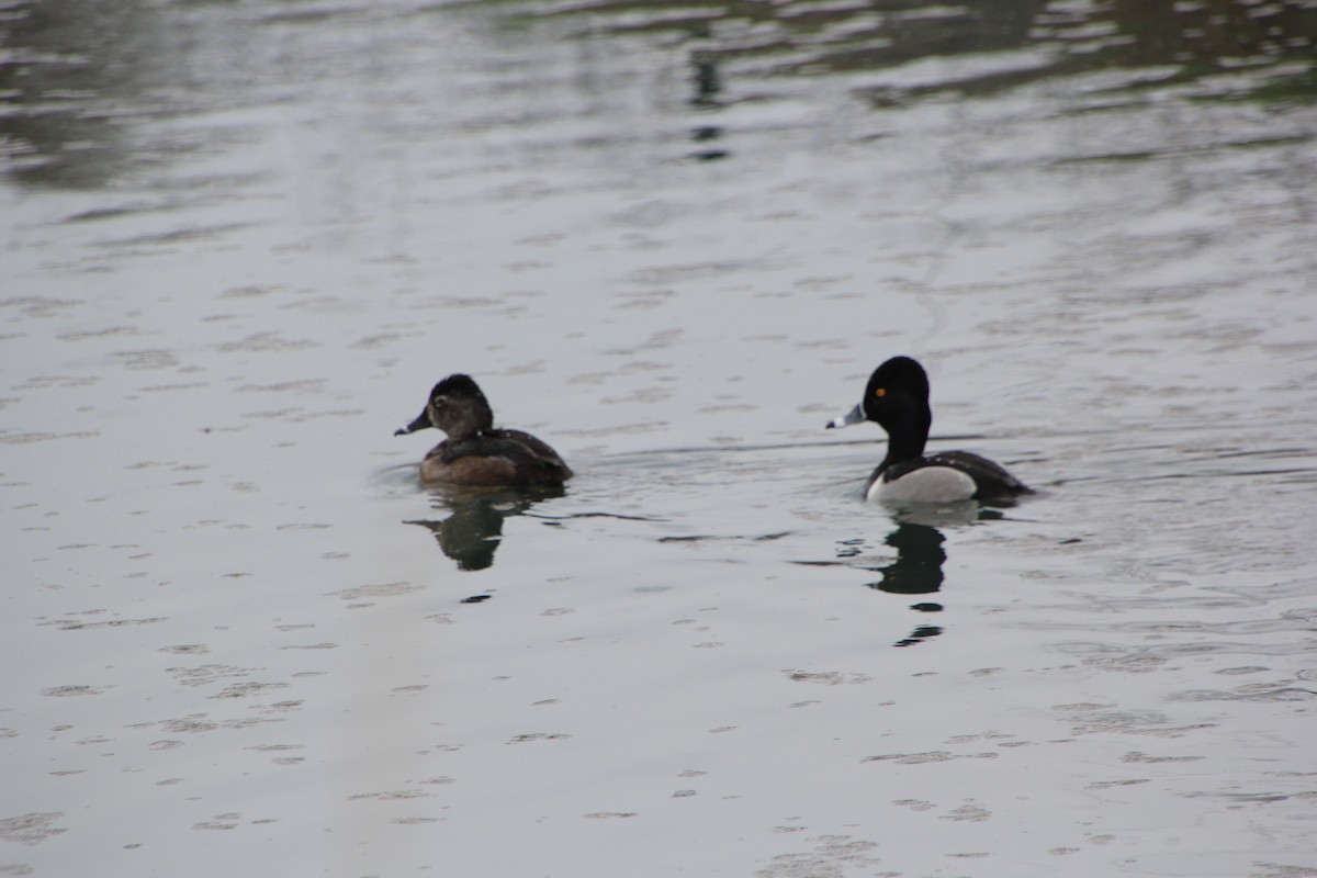 Ring-necked Duck - ML615731963