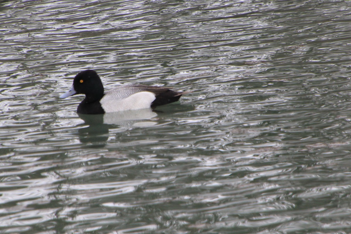 Lesser Scaup - ML615731976