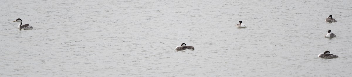 Western Grebe - ML615731980