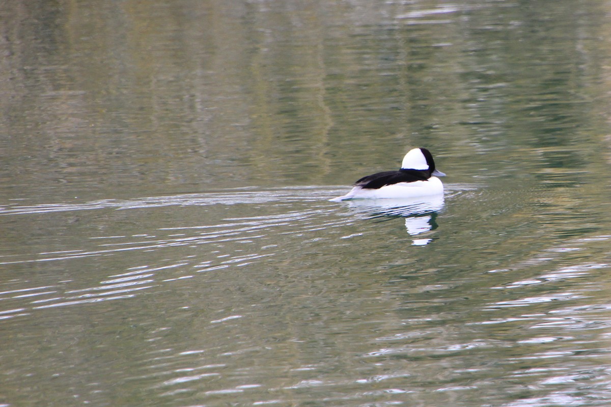 Bufflehead - ML615731984