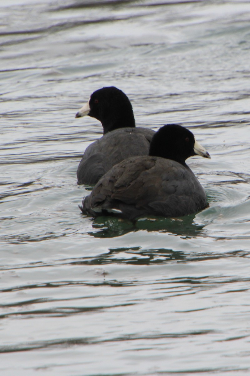 American Coot - ML615731987