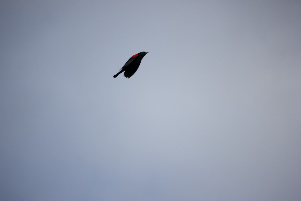 Red-winged Blackbird (California Bicolored) - ML615732046