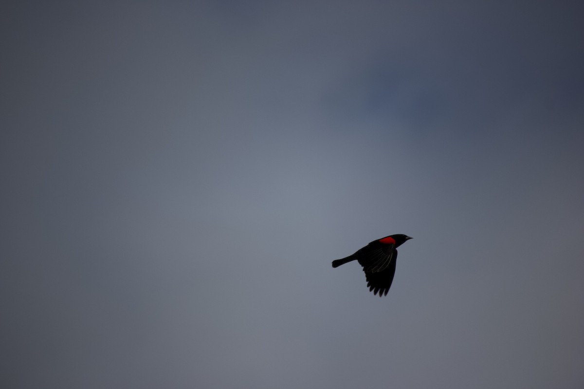 Red-winged Blackbird (California Bicolored) - ML615732047