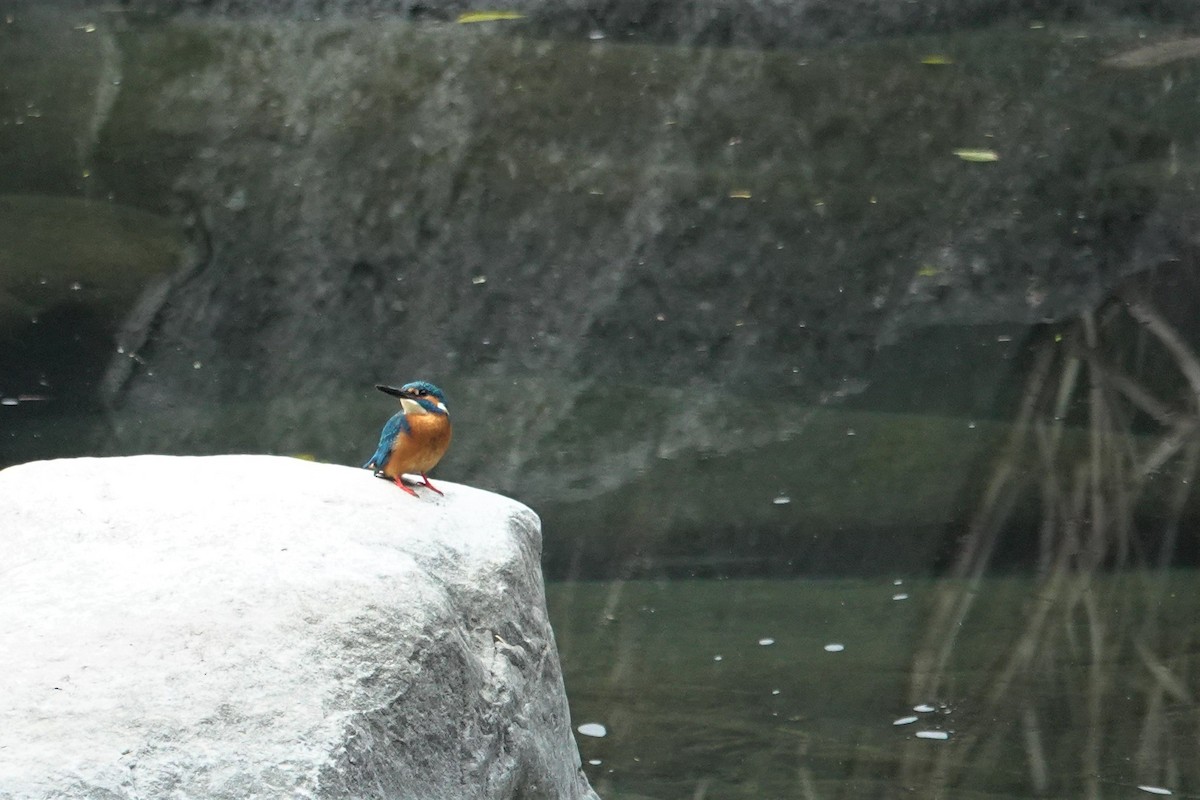 Common Kingfisher - ML615732062