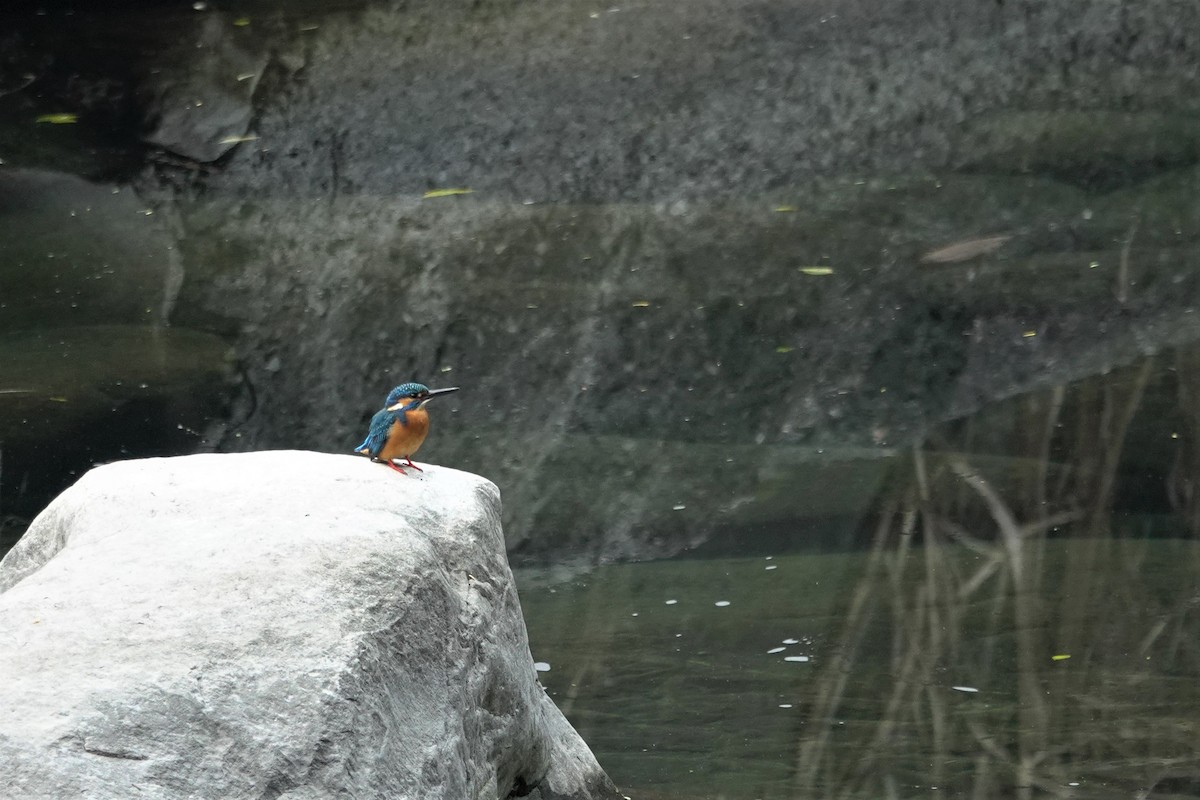 Common Kingfisher - ML615732063