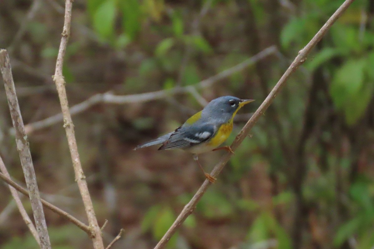 Northern Parula - Paul Nicholson