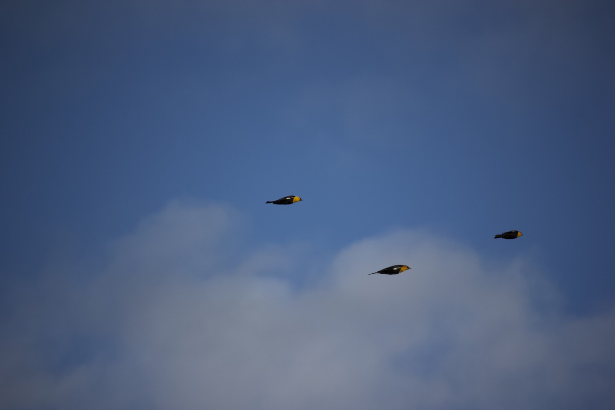 Yellow-headed Blackbird - ML615732129