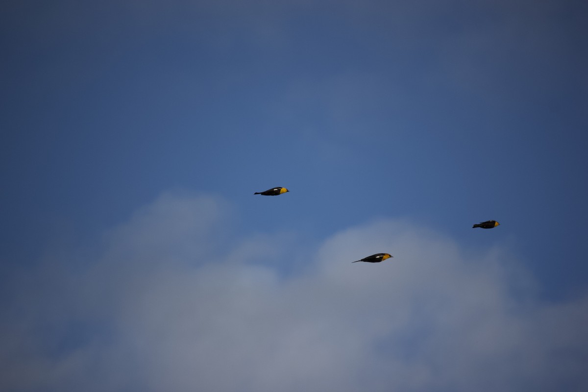 Yellow-headed Blackbird - Sean Lyon