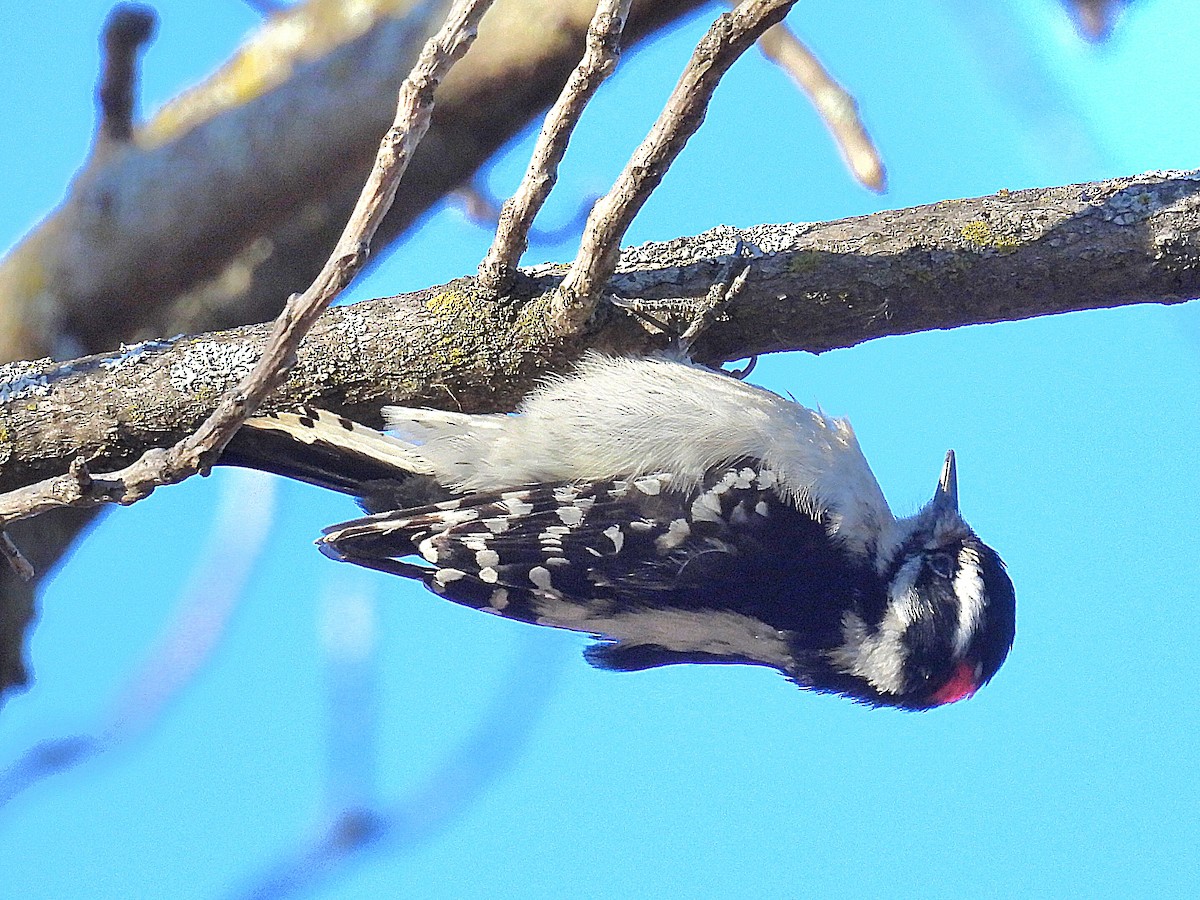 Downy Woodpecker - Isaac Petrowitz