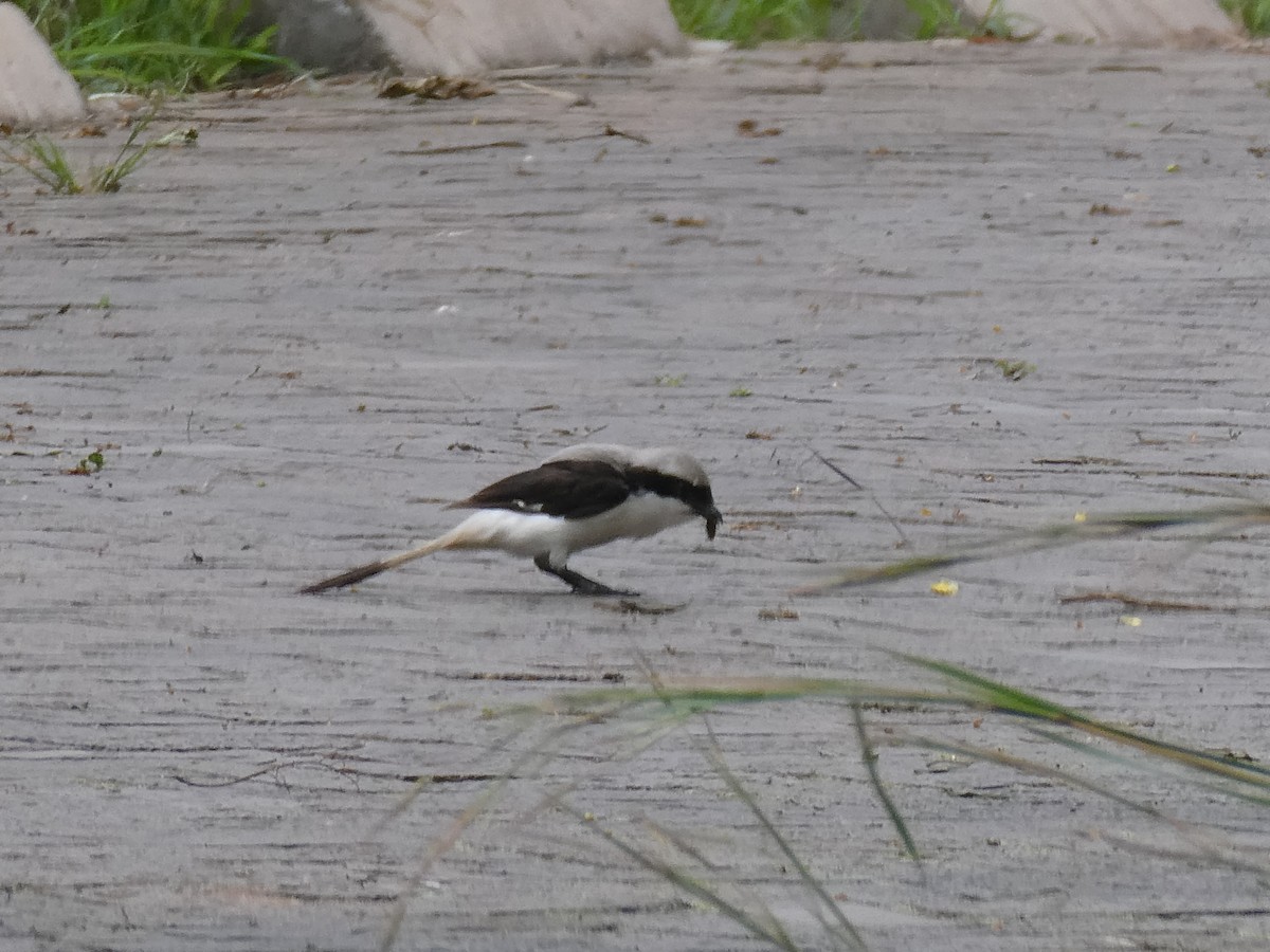 Gray-backed Fiscal - Jennifer Munley