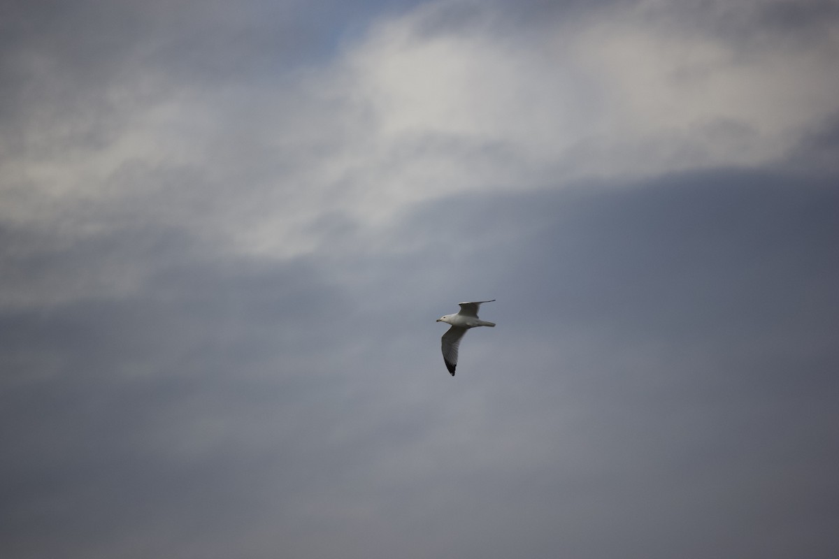 Ring-billed Gull - Sean Lyon