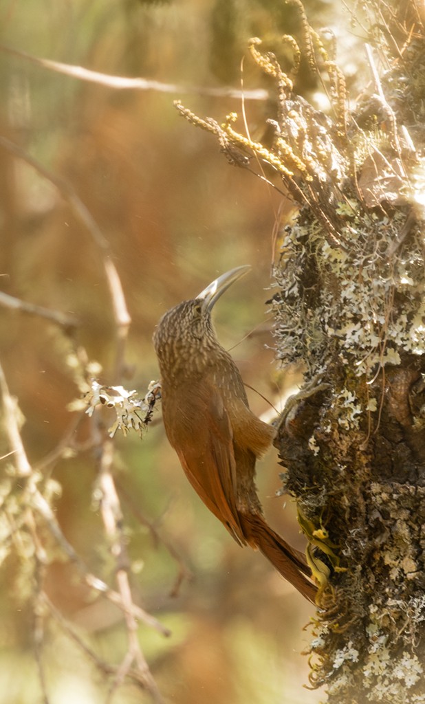 Strong-billed Woodcreeper (Central American) - manuel grosselet