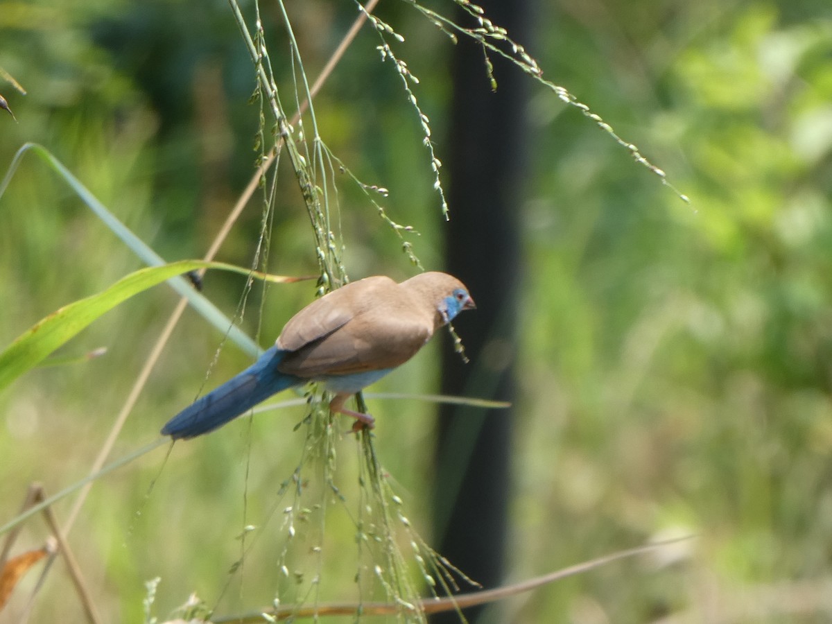 Red-cheeked Cordonbleu - Jennifer Munley